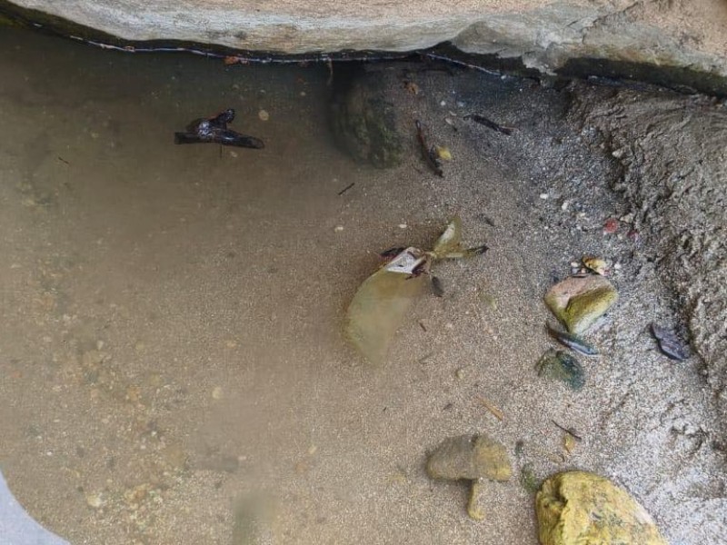 Reportan envenenamiento masivo de camarones de río en Huatulco