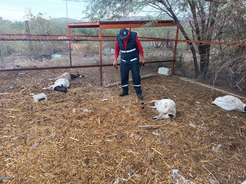 Reportan extraña muerte de animales en San Luis del Alto