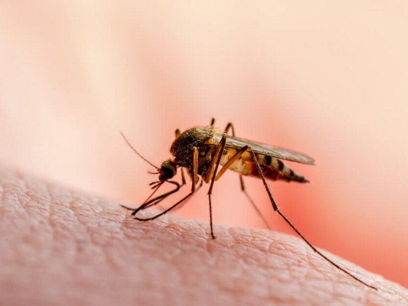 Reportan incremento de casos de dengue