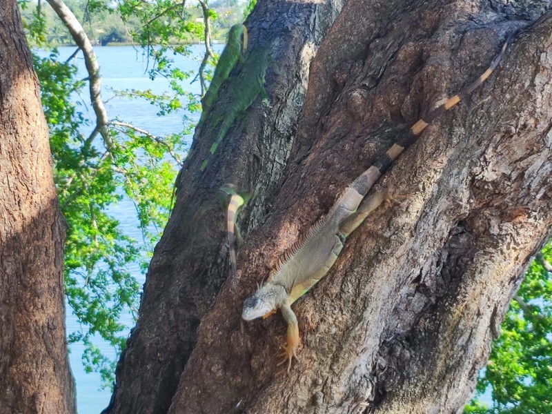 Aumenta presencia y población  de Iguanas en Tuxpan