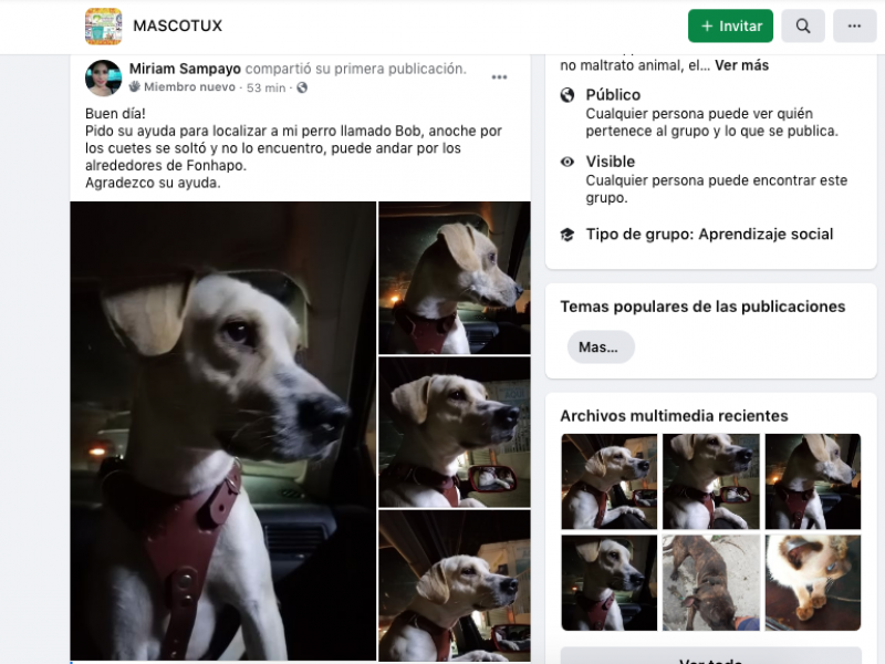 Reportan mascotas extraviadas a causa de la pirotecnia