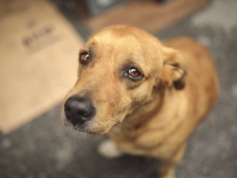 Reportan mayor incidencia de maltrato animal en zona centro