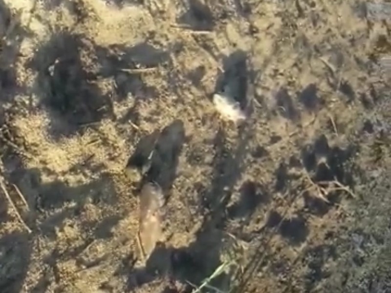 Reportan mortandad de peces en Estero