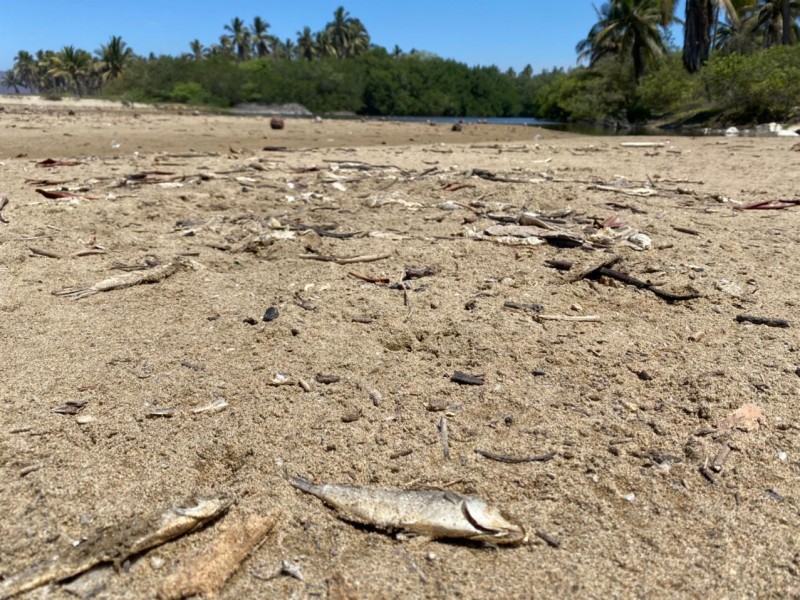 Reportan mortandad de peces en laguna 