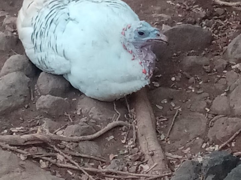 Reportan muerte de aves de crianza en Coahuayutla