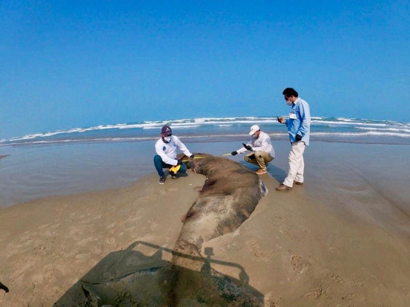 Reportan muerte de especies marinas