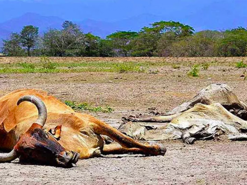 Reportan muerte de ganado por sequía al norte de Sinaloa