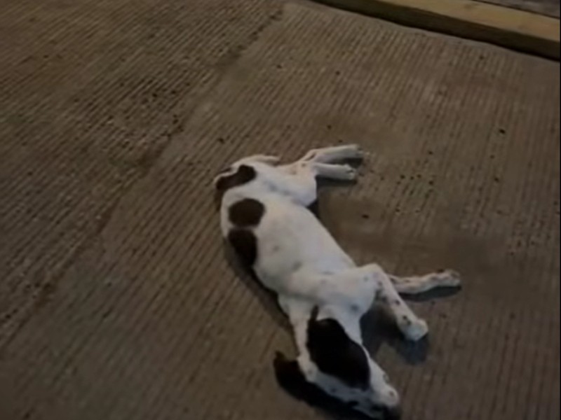 Reportan nuevo caso de maltrato animal en Xalapa, cachorros cayeron de azotea