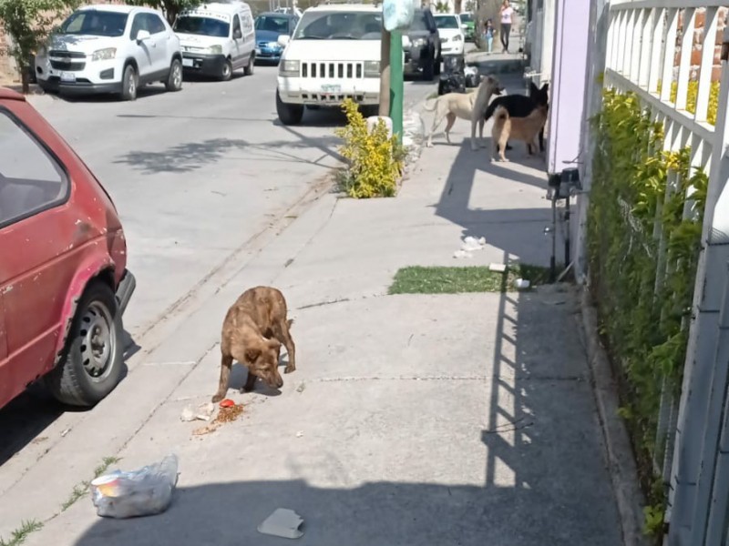 Reportan perros agresivos en Paseos de La Fragua.