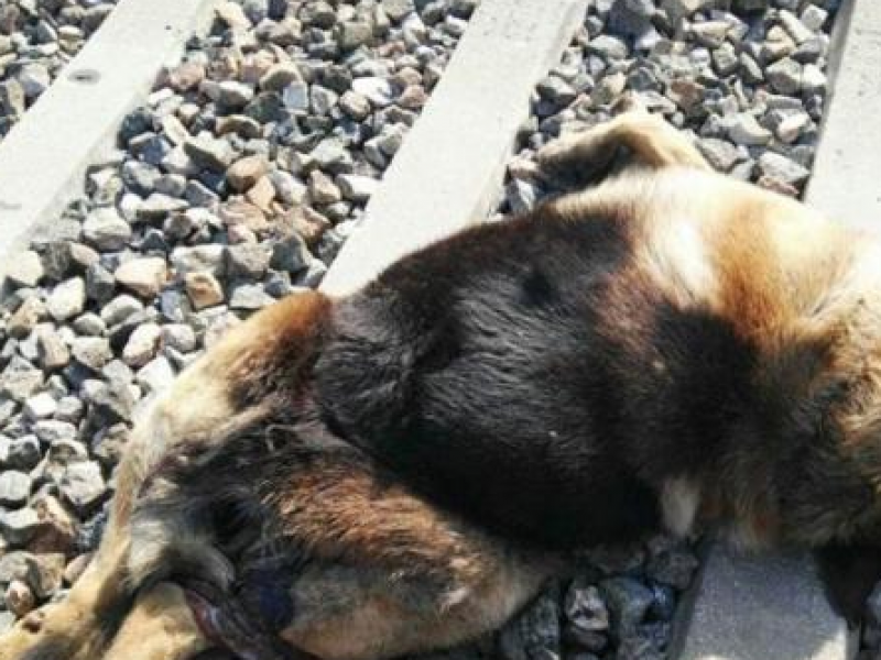 Reportan perros ferales que afectan a la RBTC