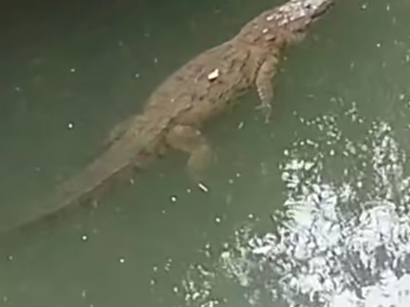 Reportan presencia de cocodrilo en río de Martínez de la Torre