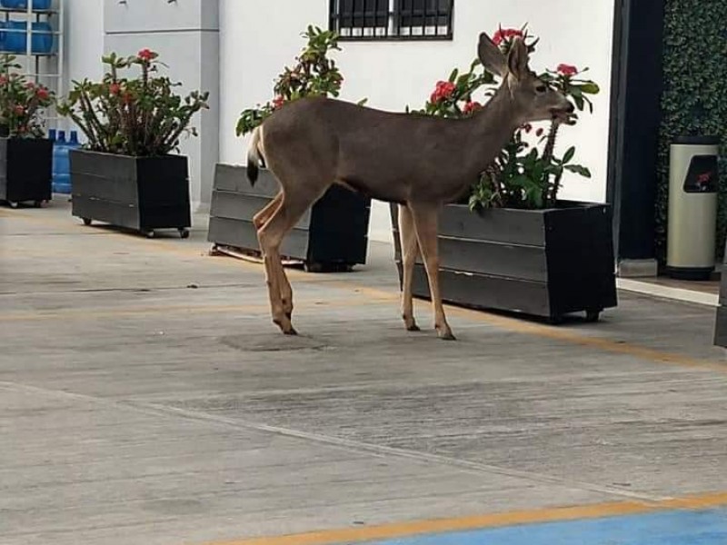 Reportan presencia de un venado en zona urbana de CSL