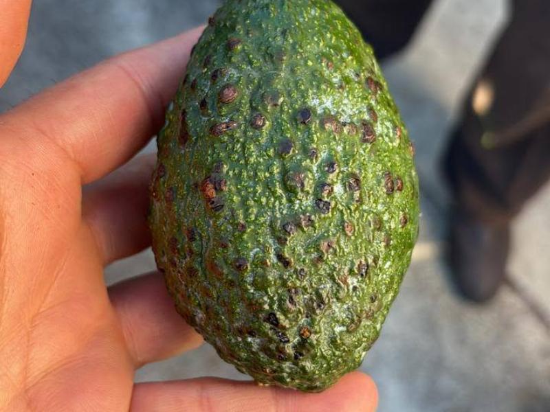Reportan presunta plaga en cargamentos de aguacate procedentes de otros estados