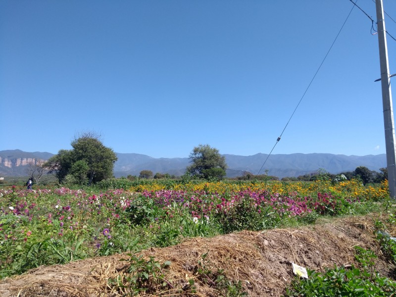 Reportan remanente en producción de flor de muerto