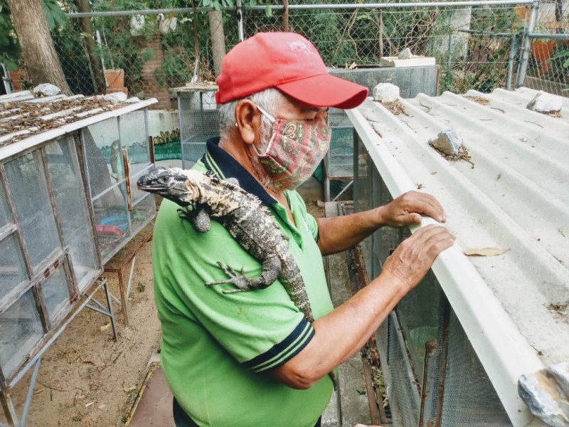 Reportan robo de 44 iguanas en el Foro Ecológico Juchiteco
