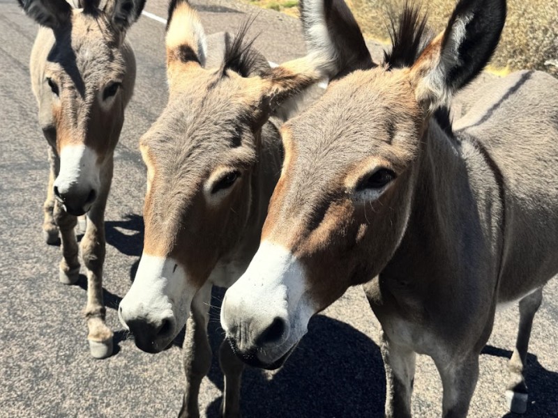 Reportan sobre población de Burros en Arizona