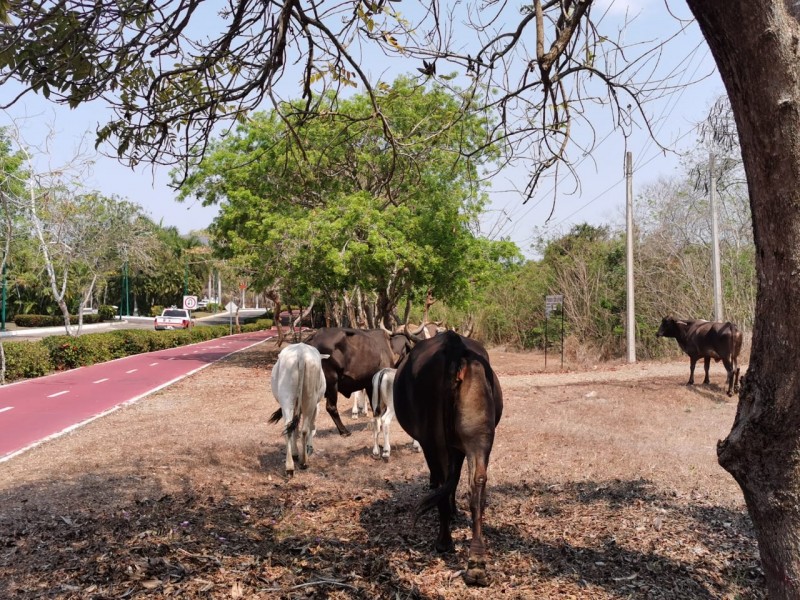 Reportan vacas sueltas en ciclopista de Ixtapa