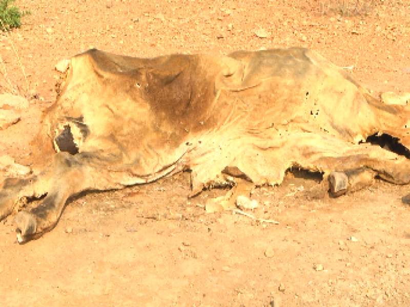 Reportan varias reses muertas por sequía y falta