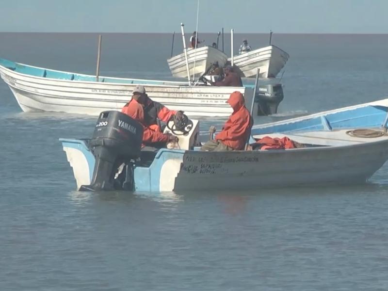 Reportan volúmenes bajos de captura de camarón en Golfo de Santa Clara