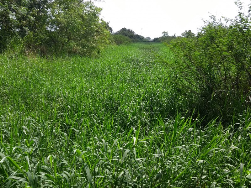 Piden limpieza de zanja en Infonavit Canaco