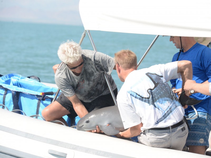 Reporte de la conservación de la vaquita marina