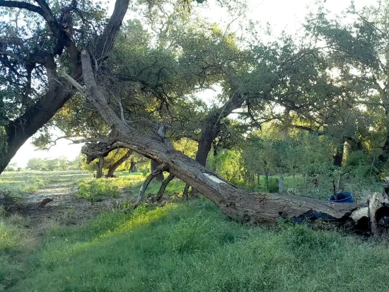 Reporta ecología en Guasave al menos 20 casos de envenenamiento de árboles