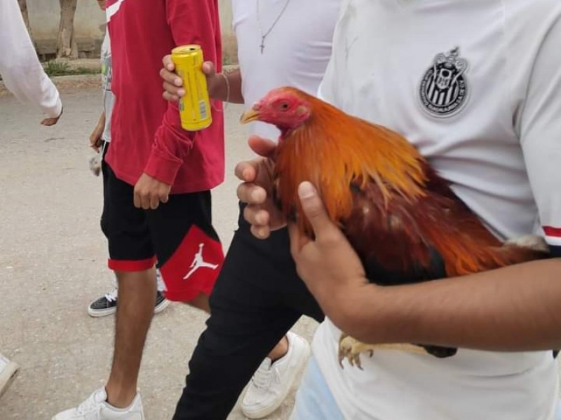 Reprueban protectores de animales que autoridades promuevan peleas de gallos