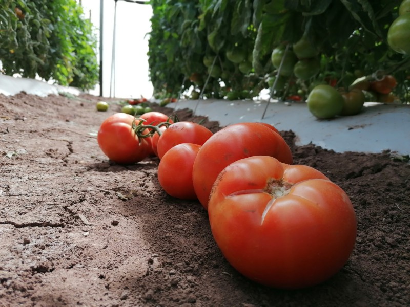 Repunta el precio del tomate en las últimas semanas