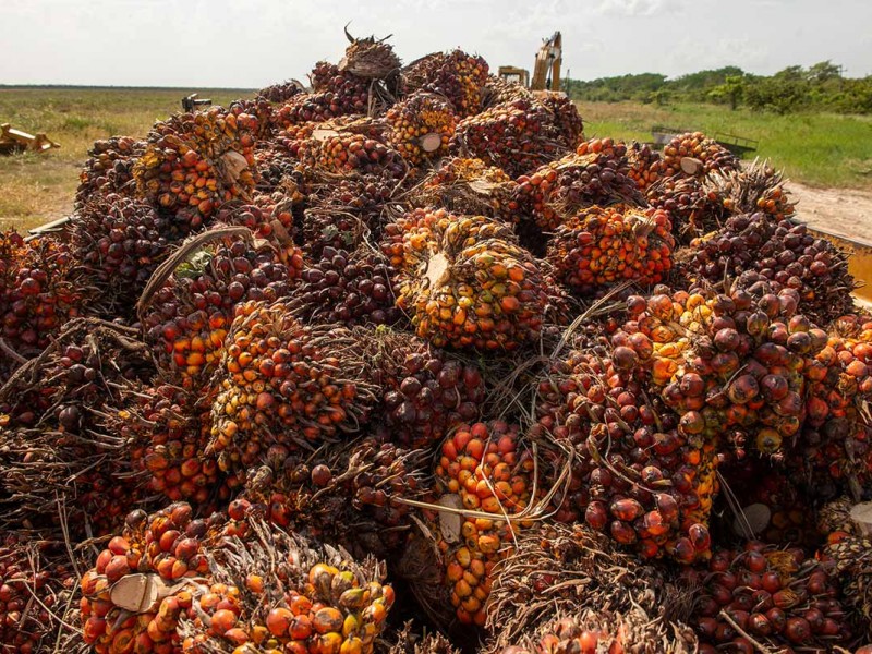 Repunta en producción de palma de aceite en Chiapas