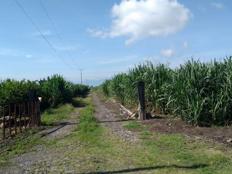 Repunta precio de la caña por su demanda