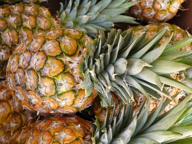 Repunta producción de piña en Colima