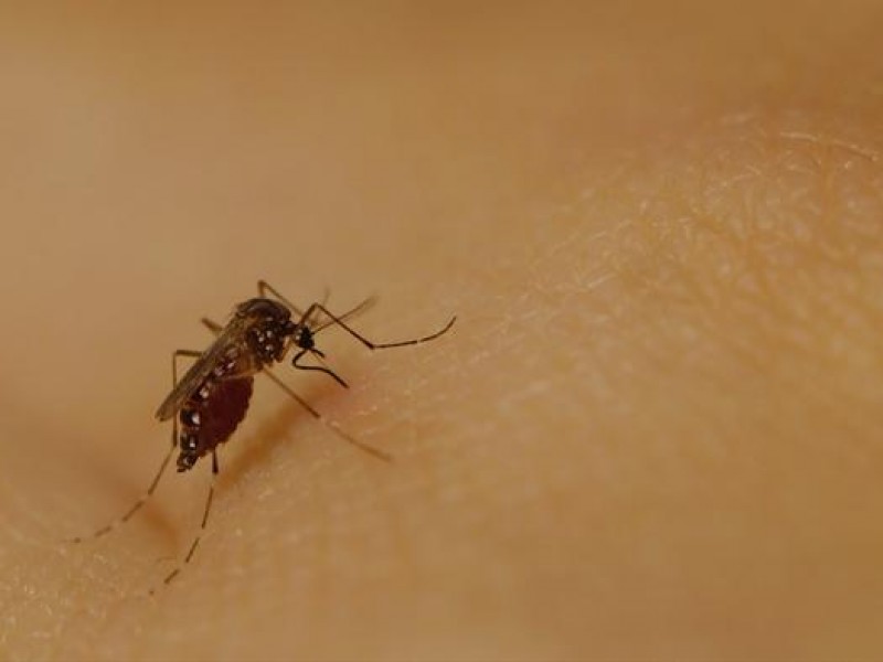 Repuntan casos de dengue en Puebla