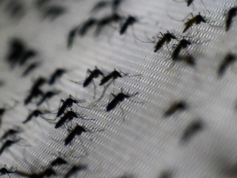 Repuntan casos de dengue en Veracruz