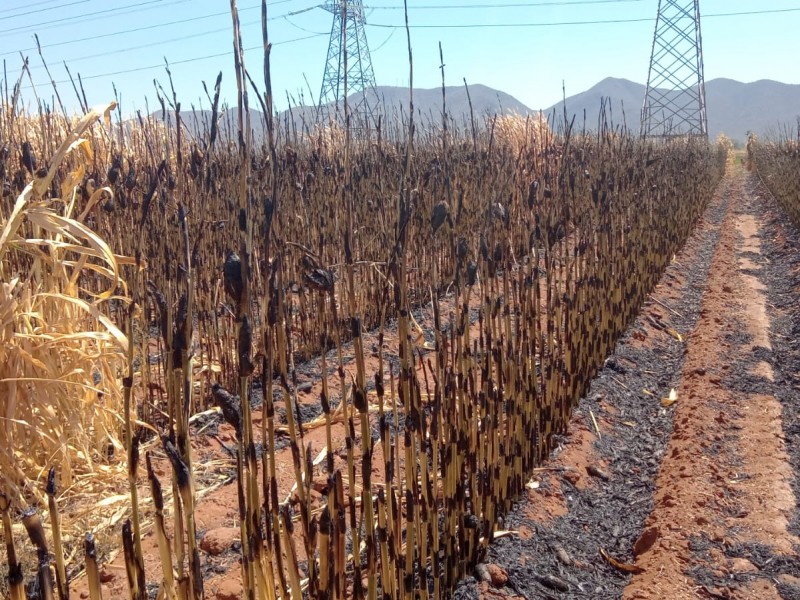 Repuntan incendios de predios de maíz a punto de trilla