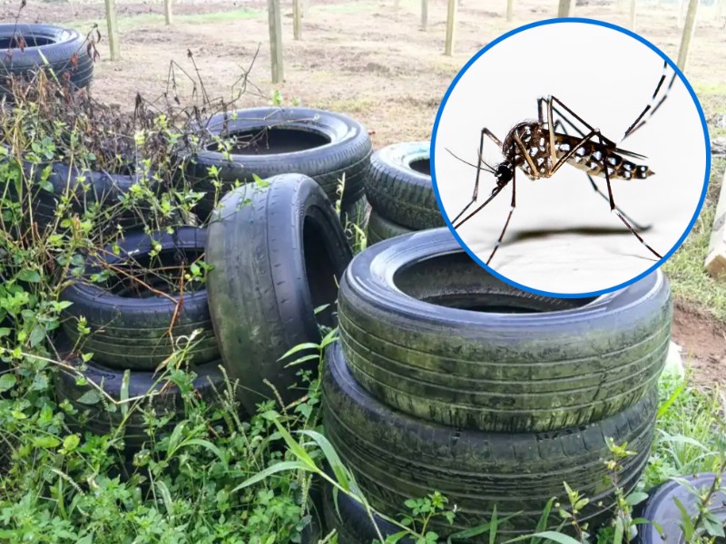 Repuntan los casos de dengue en Guasave con 72 confirmados este año Repuntan los casos de dengue en Guasave con 72 confirmados este año