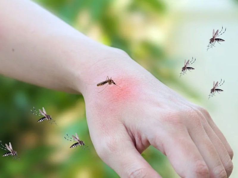 Repuntan los casos de dengue en la región del Évora; 38 confirmados