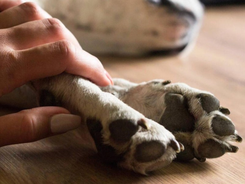 Repuntan los casos de envenenamiento animal en comunidades de Guasave