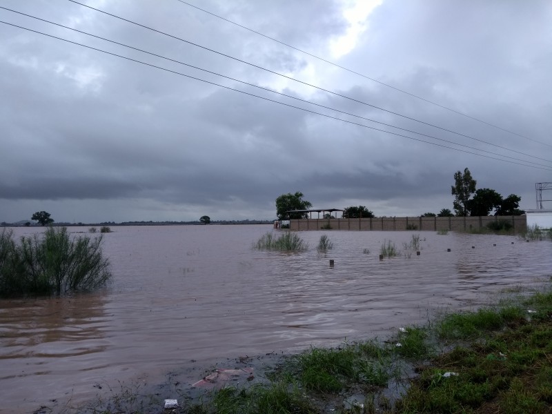 Requiere sector agrícola poda de mangle en drenes