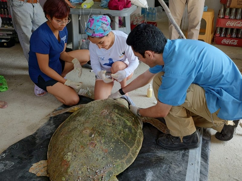 Requieren apoyo para tortuga varada en Tuxpan
