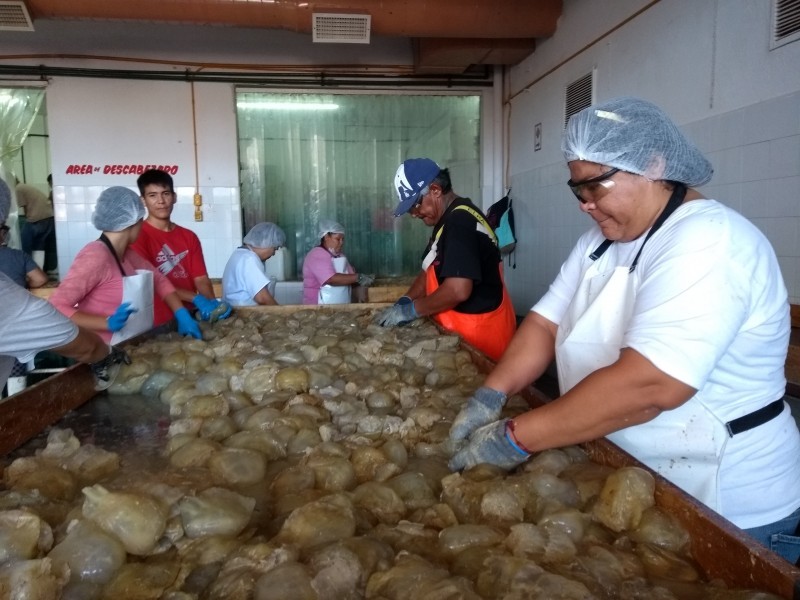 Requieren certificación plantas procesadoras de aguamala