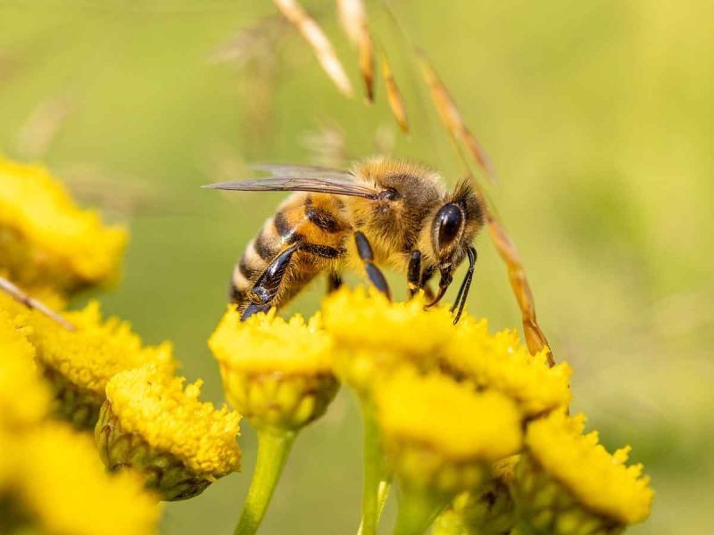 Resalta Protección Civil importancia de cuidar a las abejas