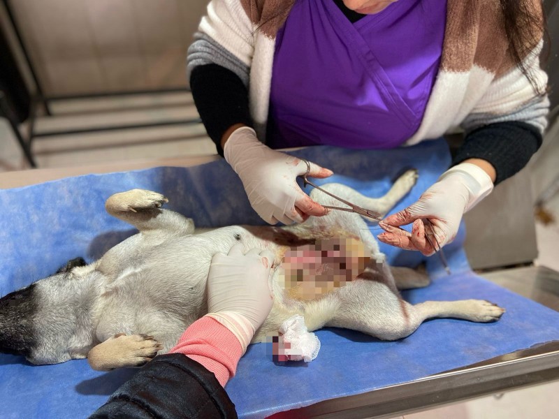 Resaltan importancia de esterilizar a mascotas