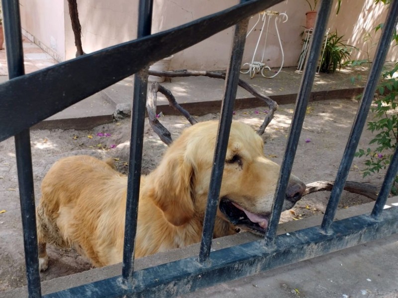 Rescata AMIC a can por maltrato animal en Cajeme*