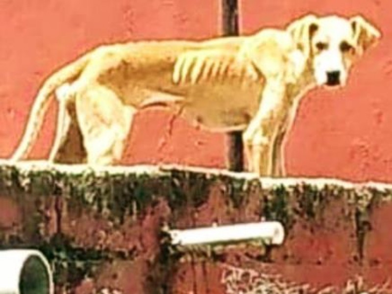 Rescata Ayuntamiento de Xalapa a perrita en malas condiciones