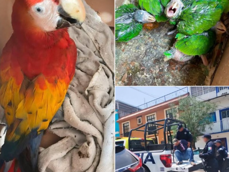 Rescata en Oaxaca a cinco aves en peligro de extinción
