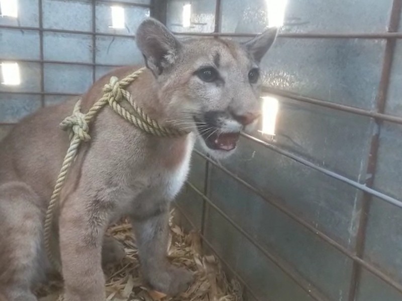 Rescata Ostok a cachorro de Puma abandonado