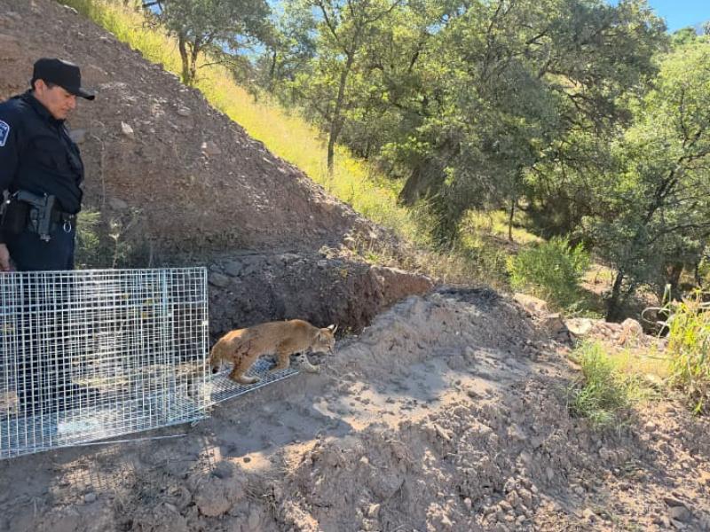 Rescata Policía Ambiental a lince rojo