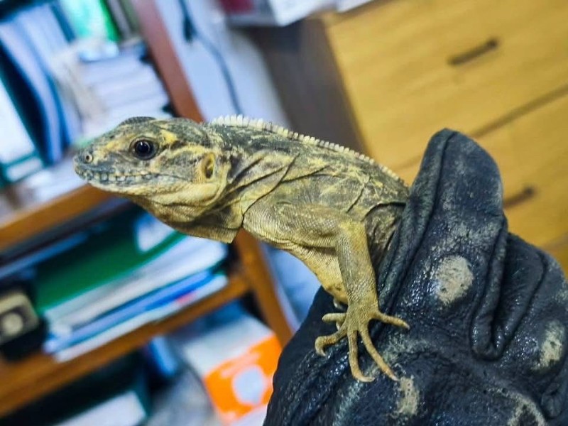 Rescata PROFEPA a 11 iguanas ilegales que serían vendidas