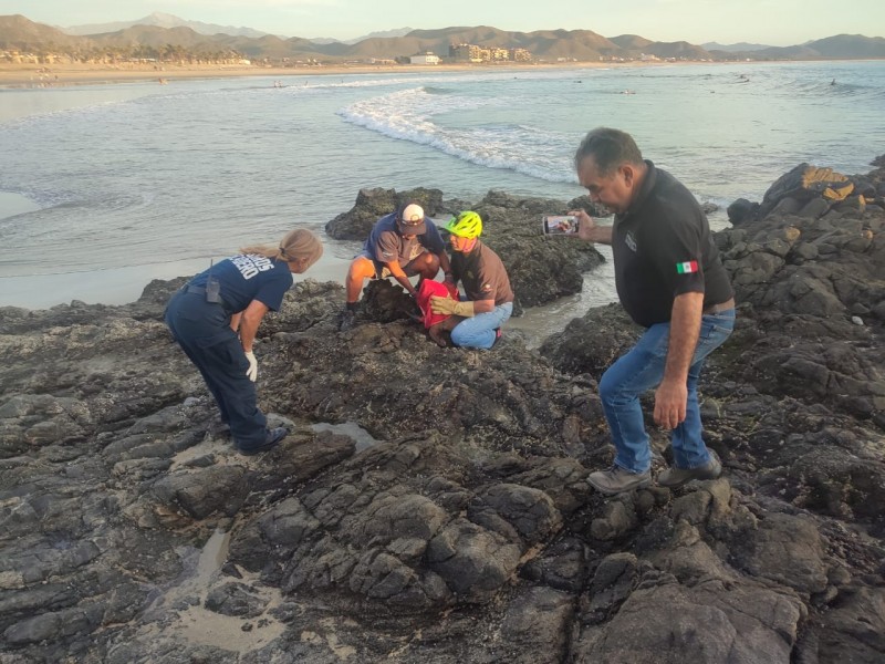 Rescata PROFEPA a lobo marino en playa cerritos