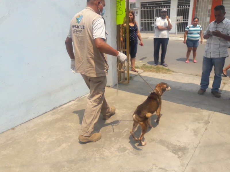 Rescata Protección Animal a perritos